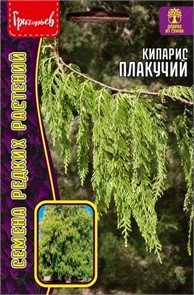 Кипарис плакучий 20шт Ред.Сем