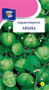 Кардиоспермум ЛИАНА Урожай у дачи Ц