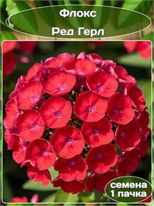 Флокс Ред Гел метельчатый