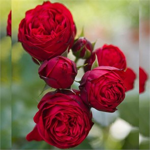 Роза Эротик Рококо Спрей