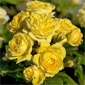 Роза Анни Дюпрейн Шраб