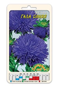Астра Гала синяя (Цв сад)