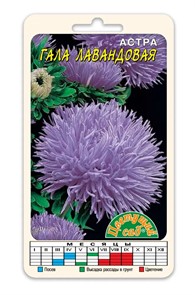 Астра Гала лавандовая (Цв сад)