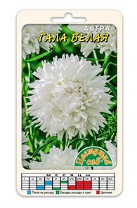 Астра Гала Белая (Цв сад)