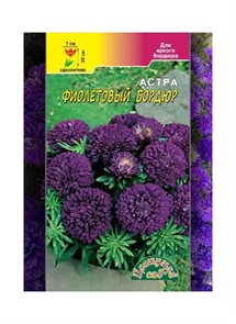 Астра Бордюр Фиолетовый (Цв сад)