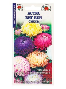 Астра Биг Бен фиолетовый (Золотая сотка)