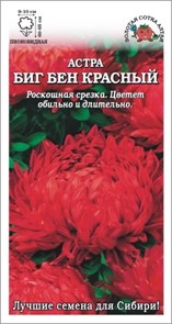 Астра Биг Бен красный (Золотая сотка)