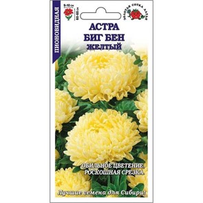 Астра Биг Бен желтый (Золотая сотка)