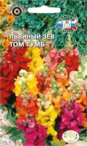 Львиный зев Том Тумб (карликовый, смесь цветов) Седек