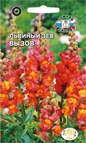 Львиный зев Вызов (высокий, красно-оранжевый) Седек"