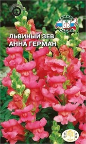 Львиный зев Анна Герман (высокий, розовый) Седек