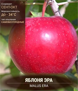 Яблоня красномякотная Редлав Эра/подвой 54-118 полукарл/С
