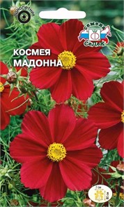 Космея Мадонна (бипиннатус, рубиново-красная) Седек