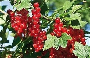 Смородина красная перспективные сорта Сахарная/ЦКорЛюкс