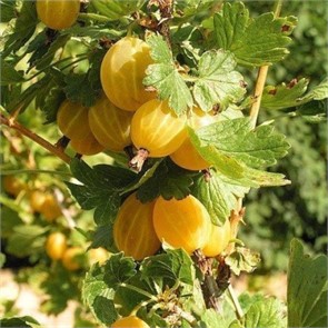 Крыжовник Куршу Дзинтарс/ЦКор
