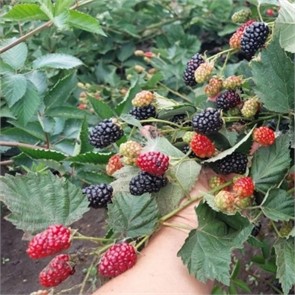 Ежевика Каддо/ЦКорЛюкс