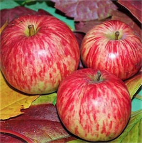 Яблоня Коричное полосатое