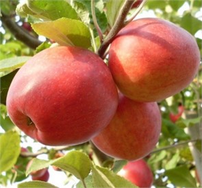 Яблоня Пепин шафранный