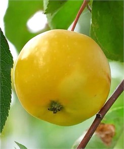 Яблоня Китайка золотая ранняя
