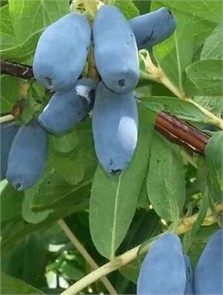 Жимолость съедобная Лазурит