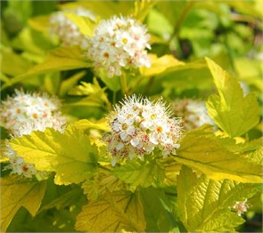 Пузыреплодник калинолистный Наггет (Nugget)