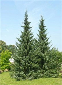 Ель сербская С5 (50-70) 1шт/Picea omorika