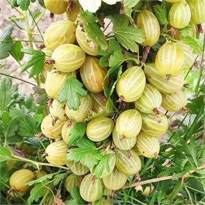 Крыжовник Куршу Дзинтарс