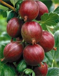 Крыжовник Хинонмаки Ред