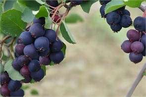 Ирга ольхолистная Смоки