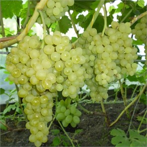 Виноград плодовый Кишмиш №342