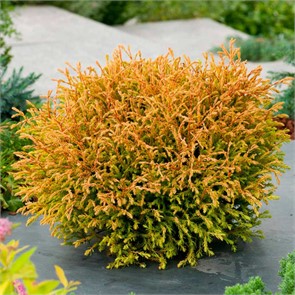 Туя Западная Thuja Occidentalis Golden Tuffet P9 Садовита