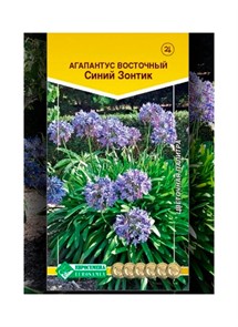 Агапантус Синий Зонтик восточный 7шт Евросем