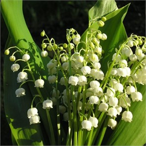 Ландыш майский (Convallaria majalis)