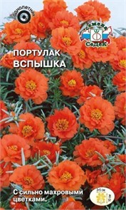 Портулак Вспышка (крупноцветковый, махровый, оранжевый) Седек