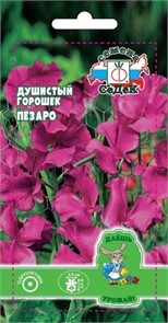 Душистый Горошек Пезаро (Спенсер, темно бордово-красный) Седек