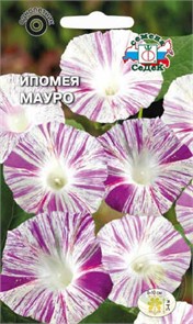 Ипомея Мауро (тип пурпурная, белая с малиновыми штрихами) Седек