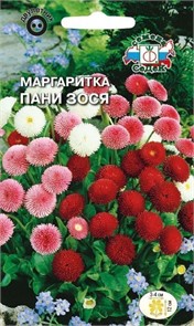 Маргаритка Пани Зося (многолетняя, помпонная смесь цветов) Седек