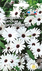 Маргаритка капская Дитя природы (/остеоспермум/) Седек