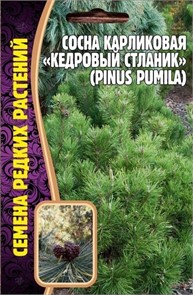 Сосна Кедровый Стланик карликовая 5шт Ред.сем