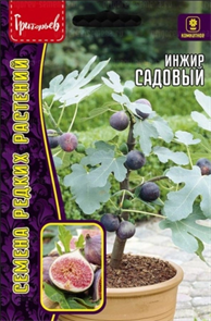 Инжир Садовый (Фиговое дерево) комнатное 30шт (Ред.Сем.)