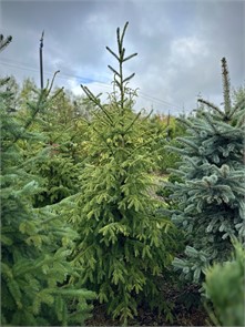 Ель сербская С2 1шт/Picea omorika
