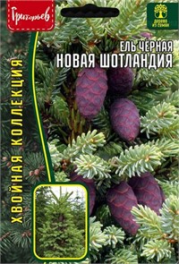 Ель Новая Шотландия черная 20шт Ред.сем