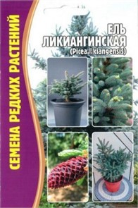 Ель ликиангинская (Picea likiangensis) 15шт ЧК