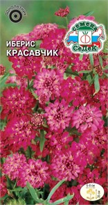 Иберис Красавчик (зонтичный, пурпурный) Седек