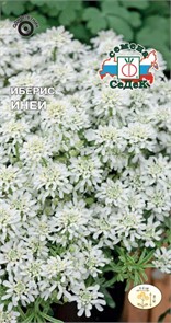 Иберис Иней (зонтичный \стенник\, белый) Седек
