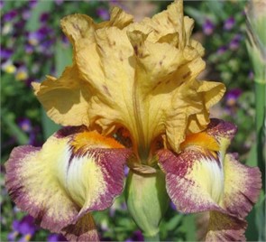 Ирис бородатый Бульвинкль