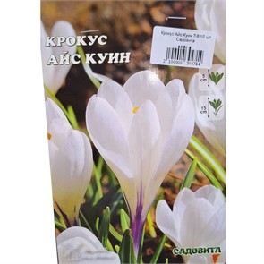 Крокус Айс Куин