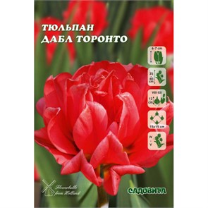Тюльпан Дабл Торонто 11/12 10 шт Садовита 121764