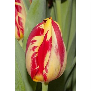 Тюльпаны Гранд Перфекшн 5шт Триумф 12/+/Tulip Grand Perfectio 122295