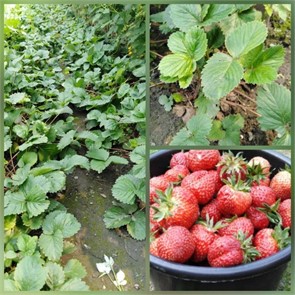 Клубника рассада ОКС 1корень в асс